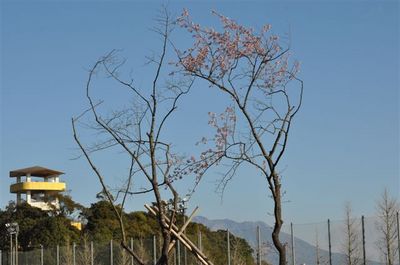 寒桜 １.jpg