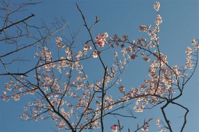 寒桜 ２.jpg