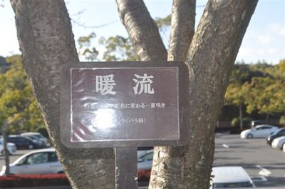桜 暖流１.jpg