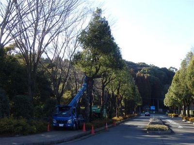 楠木の剪定 001.jpg