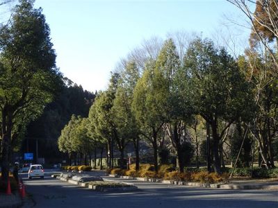 楠木の剪定 002.jpg