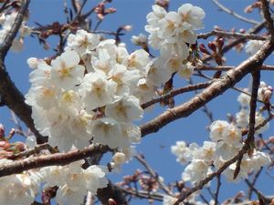 sakura 002.jpg