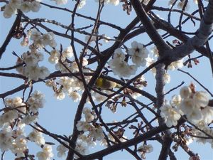 sakura 003.jpg