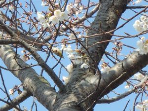 sakura 005.jpg
