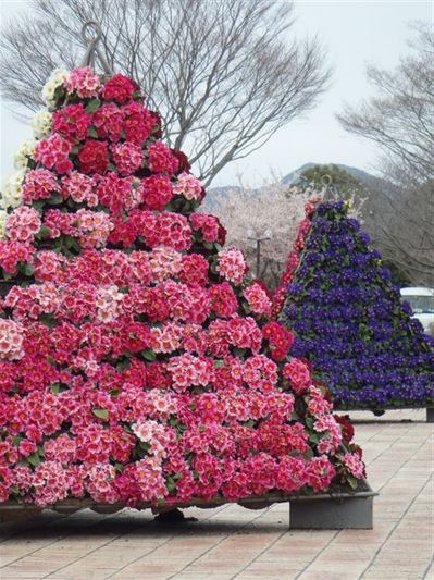 さくら 暖.jpg