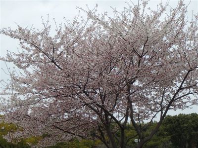 さくら暖満.jpg