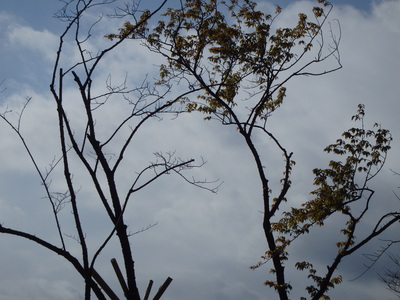 桜６弾 004.JPG