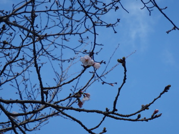 桜６弾 012.JPG