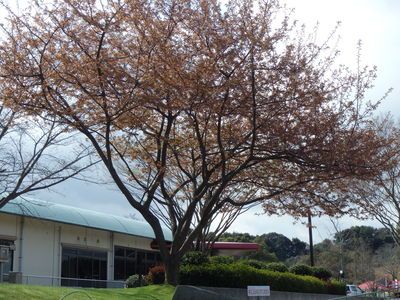 桜６弾 013.JPG