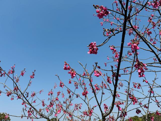 寒緋桜_運動広場 (1).jpegのサムネイル画像