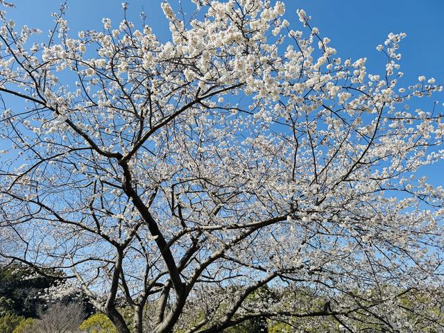 IMG_4005.jpeg