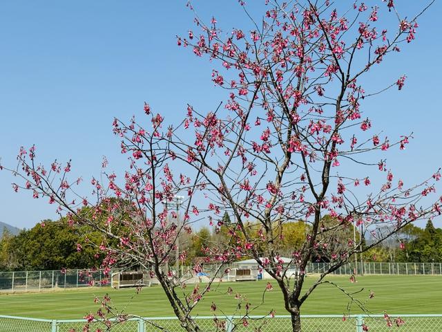 寒緋桜_運動広場 (3).jpeg