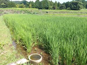 IMGP0982.JPGのサムネイル画像